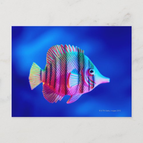 Tropical Fish Postcard