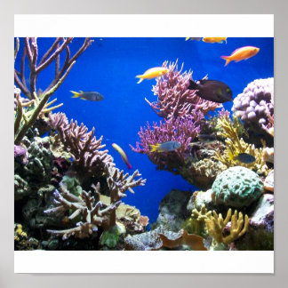 Tropical Fish Poster