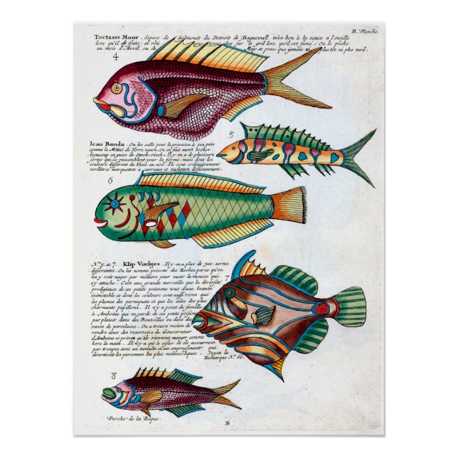 Tropical Fish Poster (Front)