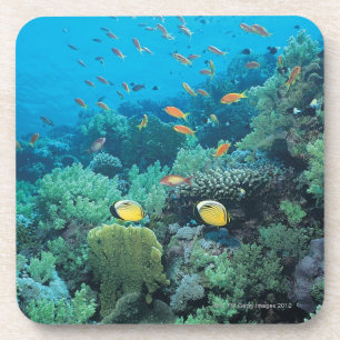 Tropical fish swimming over reef beverage coaster