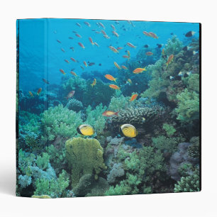 Tropical fish swimming over reef binder