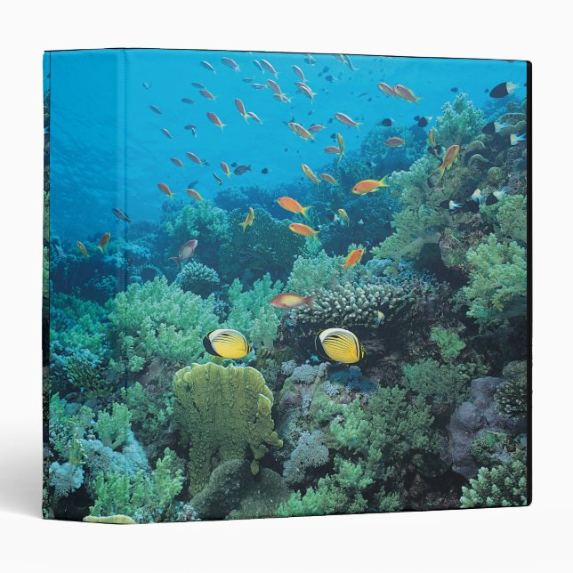 Tropical fish swimming over reef binder (Front/Spine)