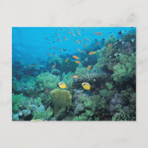 Tropical fish swimming over reef postcard