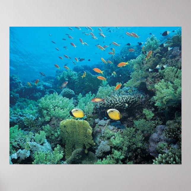 Tropical fish swimming over reef poster (Front)