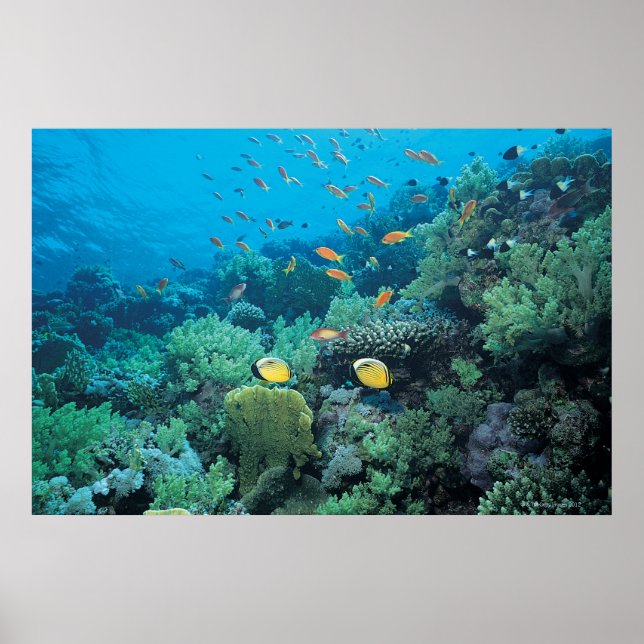 Tropical fish swimming over reef poster (Front)