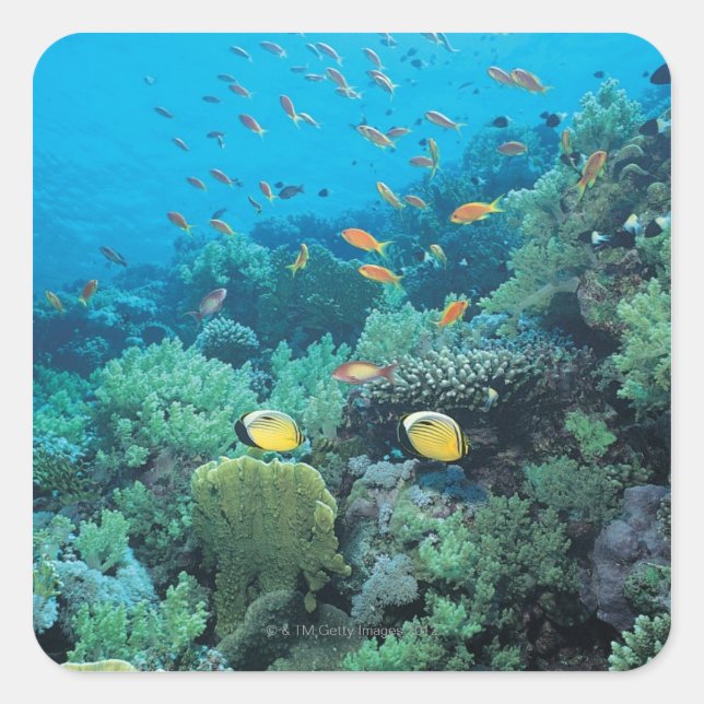 Tropical fish swimming over reef square sticker (Front)