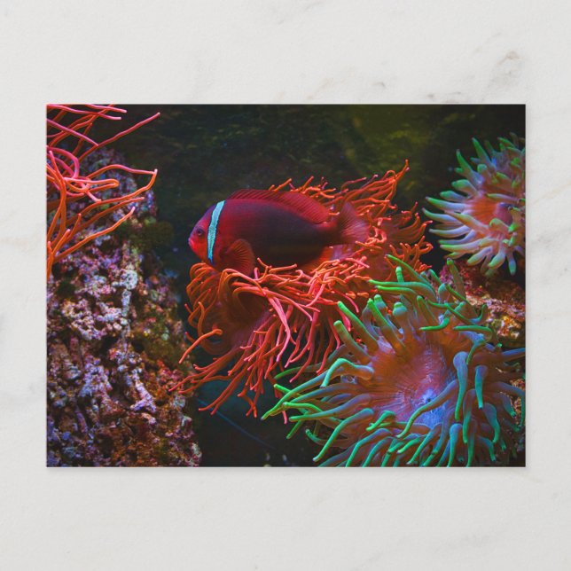 Tropical Fish Undersea Coral Postcard (Front)