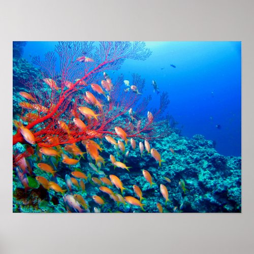 Tropical Fish Undersea Coral Reef Poster