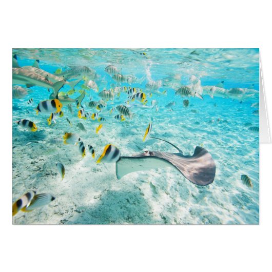 Tropical fishes cards (Front Horizontal)