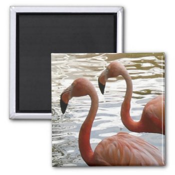 Tropical Flamingo Birds Magnet by Edelhertdesigntravel at Zazzle