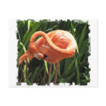 Tropical Flamingo Postcard