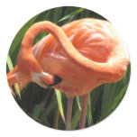Tropical Flamingo Sticker