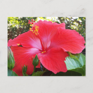 Tropical floral Print postcard