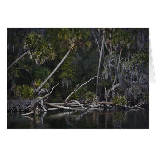 Tropical Florida (Front Horizontal)