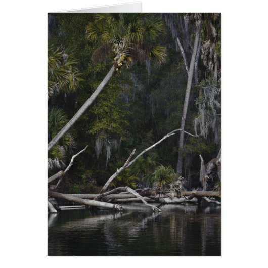 Tropical Florida Cards (Front)