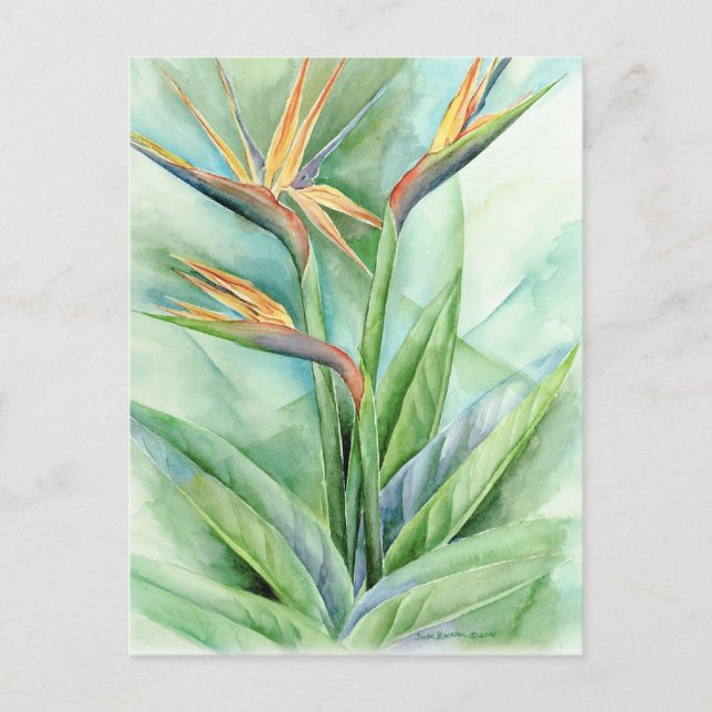 Tropical Flower Bird Of Paradise Painting - Multi Postcard (Front)