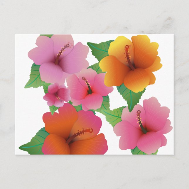 Tropical flower exotic hibiscus postcard (Front)