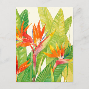 Tropical Flowers   Bird of Paradise Postcard