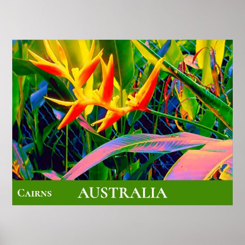 Tropical flowers heliconia Queensland Australia Poster