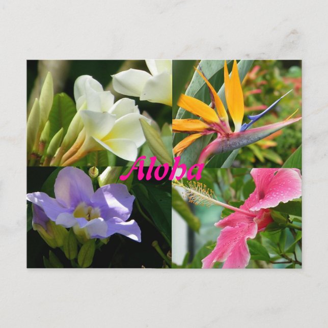 Tropical Flowers of Kauai Hawaii Postcard (Front)