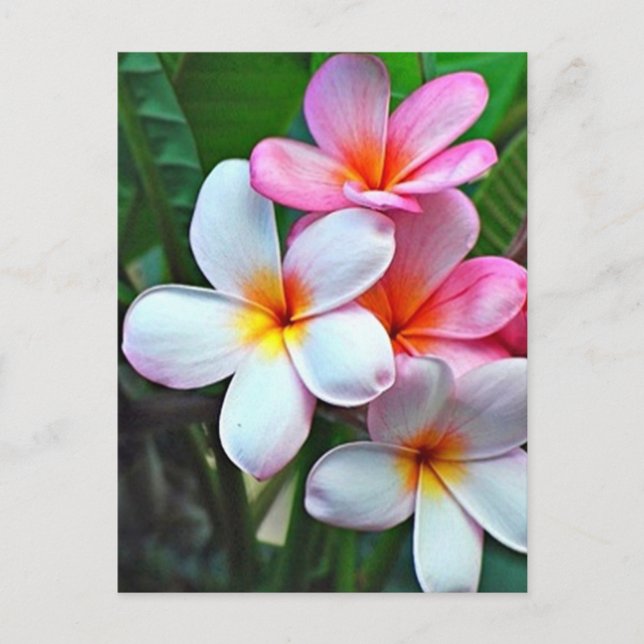 Tropical flowers postcard (Front)