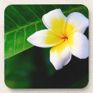 Tropical Frangipani Floral Photography Beverage Coaster