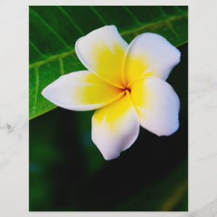 Tropical Frangipani Floral Photography Flyer