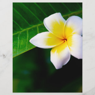 Tropical Frangipani Floral Photography Flyer