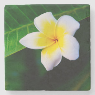 Tropical Frangipani Floral Photography Stone Coaster