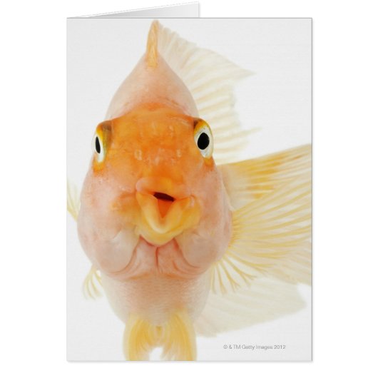 Tropical freshwater fish cards (Front)