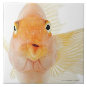 Tropical freshwater fish ceramic tile