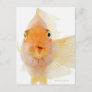 Tropical freshwater fish postcard