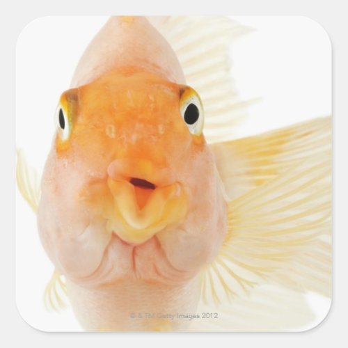 Tropical freshwater fish square sticker