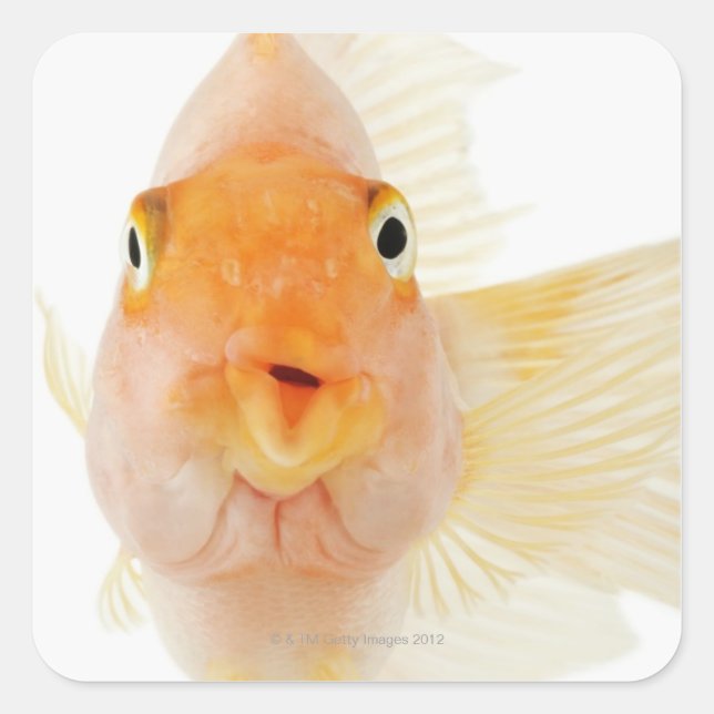 Tropical freshwater fish square sticker (Front)