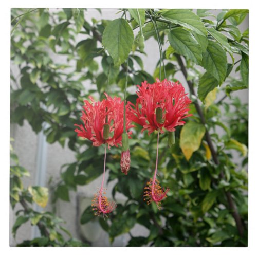 Tropical Fringed Coral Hibiscus Flower Ceramic Tile