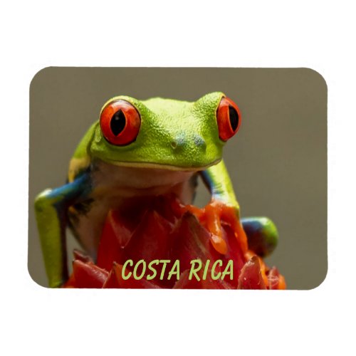 Tropical Frog with Red Eyes in Costa Rica Magnet