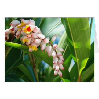 Tropical Ginger Cards