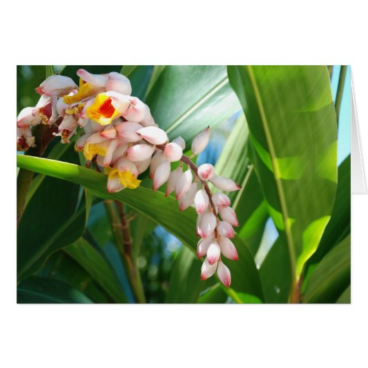 Tropical Ginger Cards (Front Horizontal)