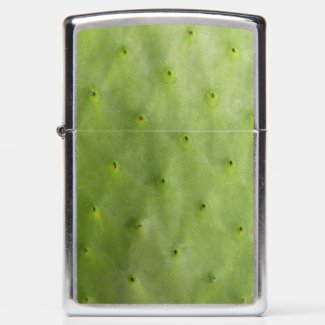 Tropical Green Cactus Photo