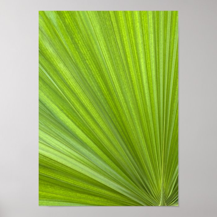 Tropical Green Palm Frond Posters