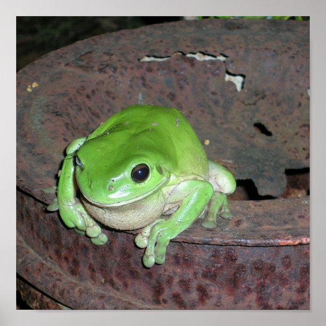 Tropical Green Tree Frog Poster (Front)