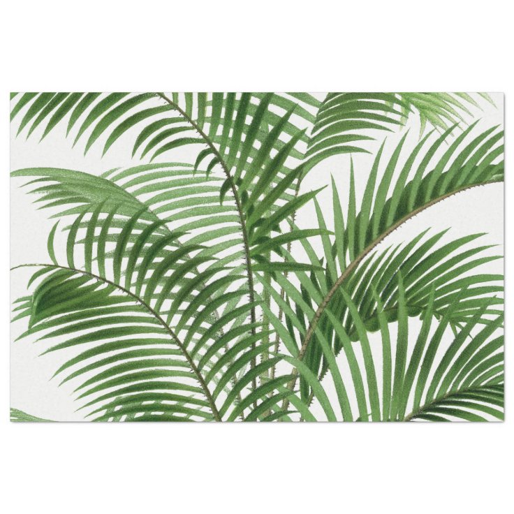Tropical Greenery Watercolor Palm Tree Leaves Tissue Paper Zazzle