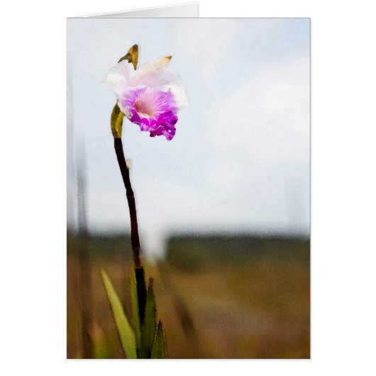 Tropical Hawaii Volcano Wild Orchid (Front)