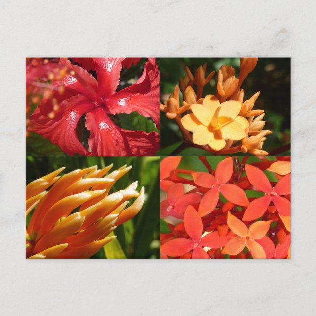 "Tropical Heat" Postcard (Front)