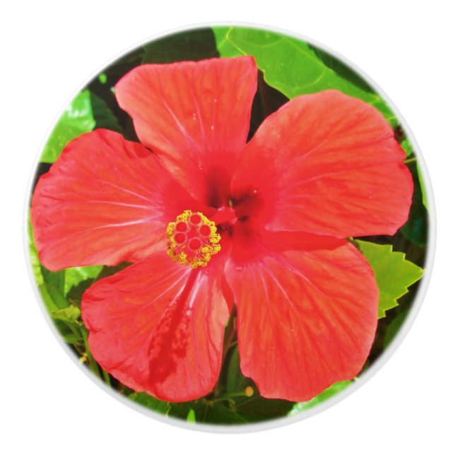 Tropical Hibiscus Flower Ceramic Knob (Front)