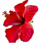 Tropical Hibiscus Flower Cutout<br><div class="desc">A bright red hibiscus blooming in Hawaii makes a colorful tropical flower acrylic sculpture</div>