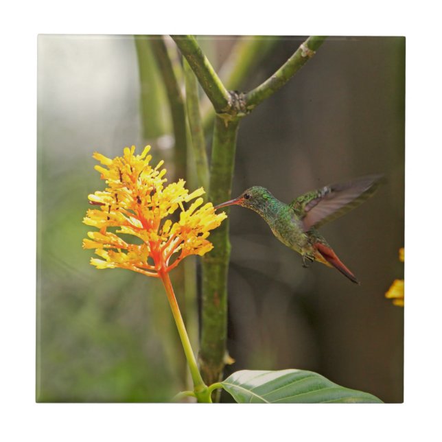 Tropical Hummingbird and Flower Ceramic Tile (Front)