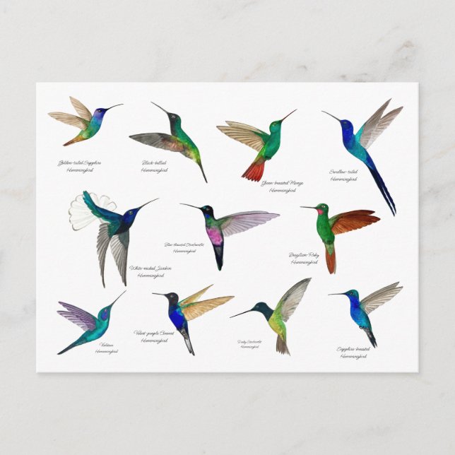 Tropical Hummingbirds  Postcard (Front)