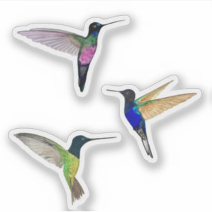 Tropical Hummingbirds Sticker