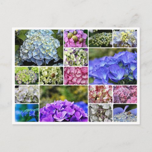 Tropical hydrangea collage flower plant postcard